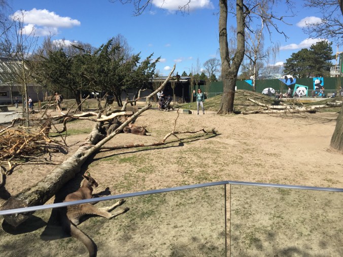 woman standing in kangaroo zoo exhibit