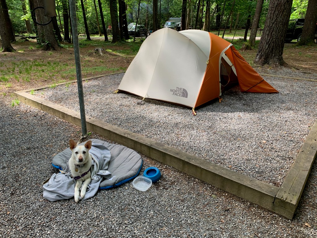 a white dog lays on a light gray oval-shaped sleeping bag, in front of a beige and orange dome-style tent set up on a gravel pad.