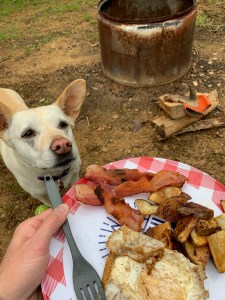 A plate of bacon, potatoes, and eggs sitting on a lap, while a white dog stands next to it begging for a bite.